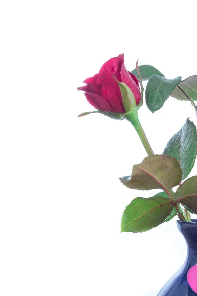 Czerwone róże na deska — Zdjęcie stockowe