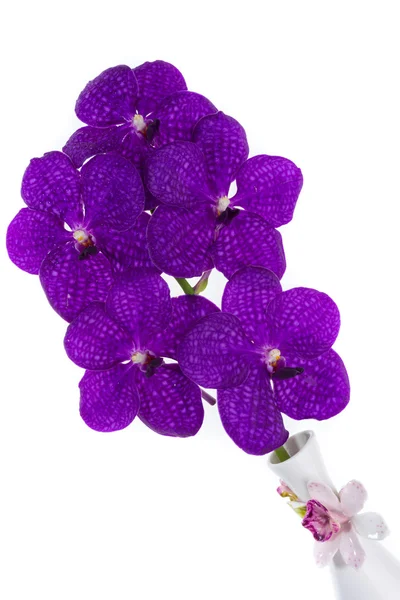 Violet orchid isolated — Stock Photo, Image
