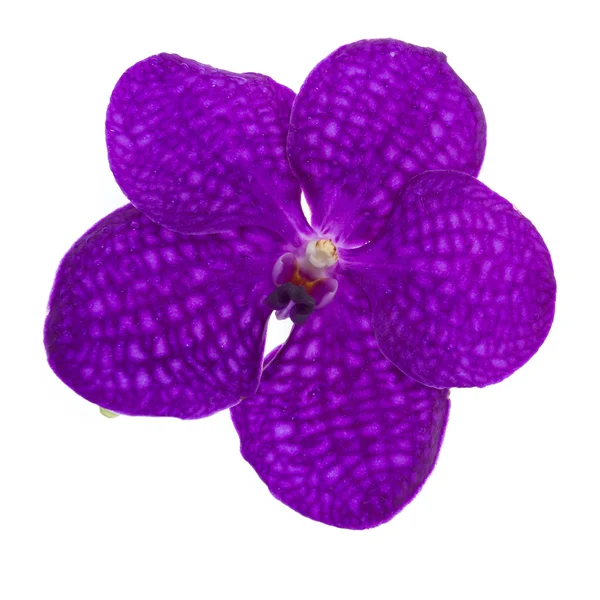 Violet orchid isolated — Stock Photo, Image