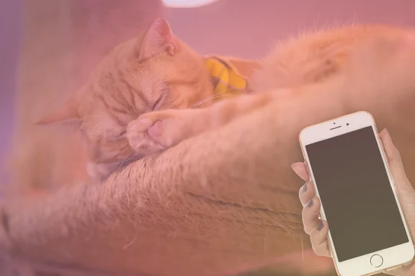 Fredliga orange röd tabby katt hane kattunge uppkrupen sova. — Stockfoto