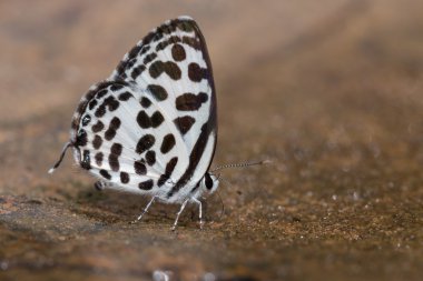 Doğadaki güzel Kelebek