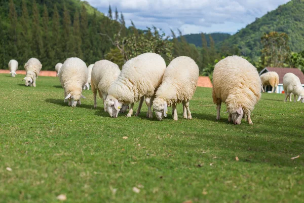 Schapen gras eten in schapenboerderij — Stockfoto