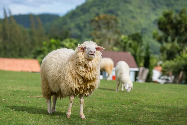 Вівці їдять траву на вівчарській фермі — стокове фото