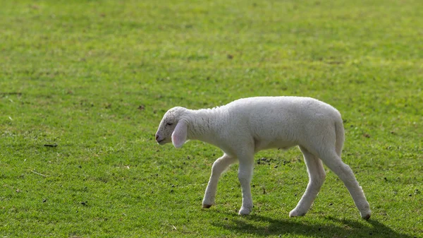 Schapen Gras Eten Boerderij — Stockfoto