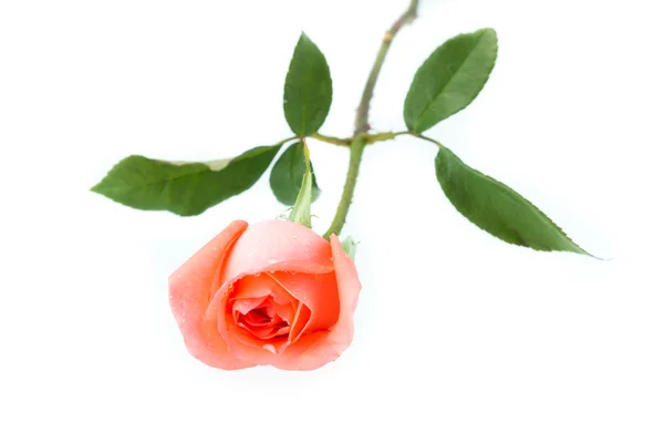Pomarańczowy rose na białym (koncepcja valentine) — Zdjęcie stockowe