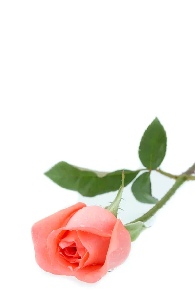 Pomarańczowy rose na białym tle — Zdjęcie stockowe