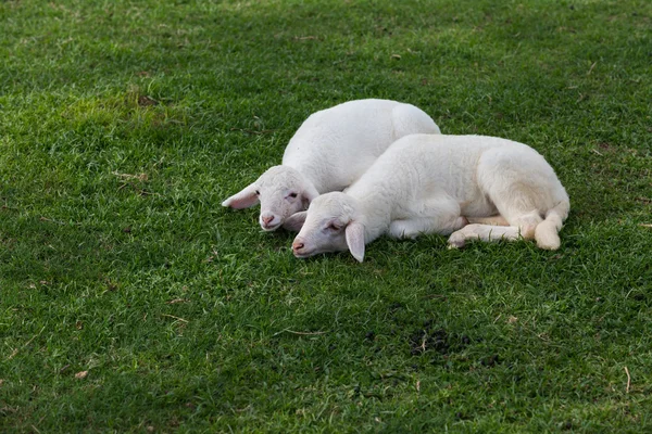 羊在草地上睡觉 — 图库照片