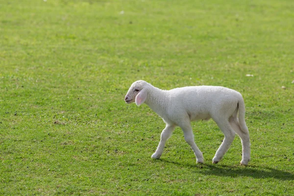 Schafe fressen Gras — Stockfoto