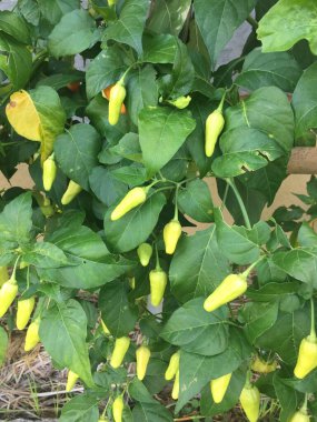 Biber bitkilerinin yakın görüntüsü, kapisyum yıllık L.