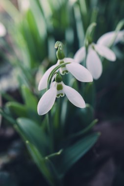 Açık havada çiçek açan kardelen