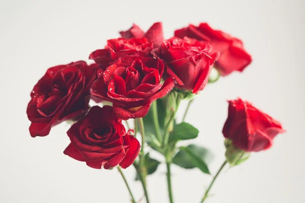 Red Roses with water drops — Stock Photo, Image