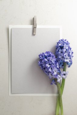 Tatil arka plan ile sümbül çiçeği