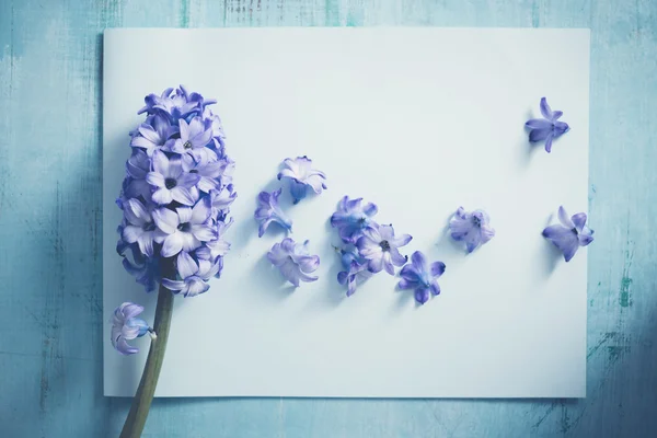 Holiday background with Hyacinth blossom — Stock Photo, Image