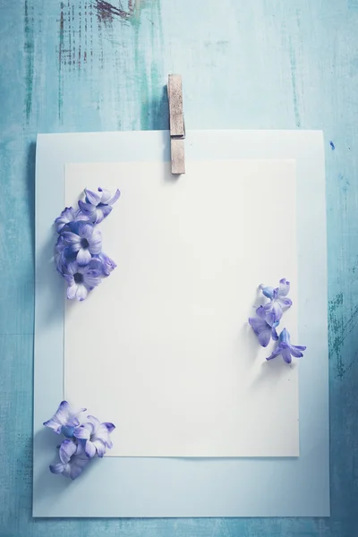 Holiday background with Hyacinth blossom — Stock Photo, Image