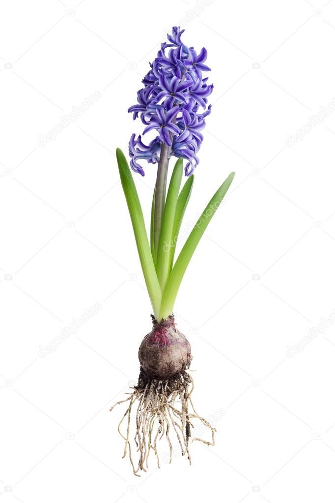 Hyacinth plant on white background