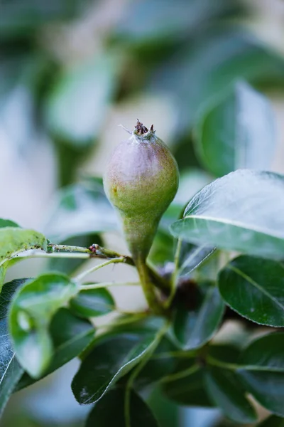 未熟な梨枝 — ストック写真