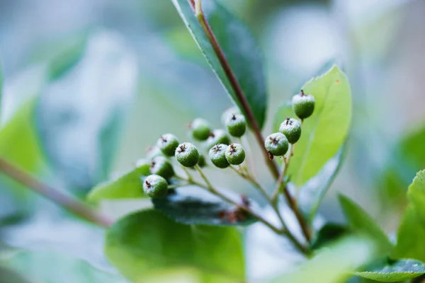 Aronia não madura ou chokeberry preto — Fotografia de Stock