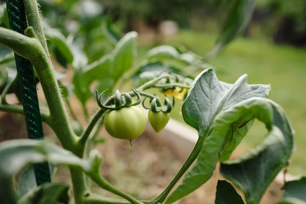 Green tomato and flowers — Stock Photo, Image