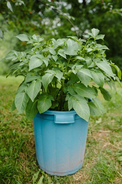 Growing Potatoes in Container — Stock Photo, Image