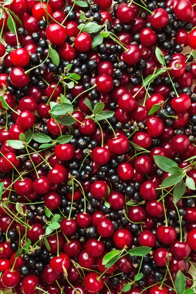 Friss bogyós gyümölcsök, cseresznye és fekete ribizli — Stock Fotó
