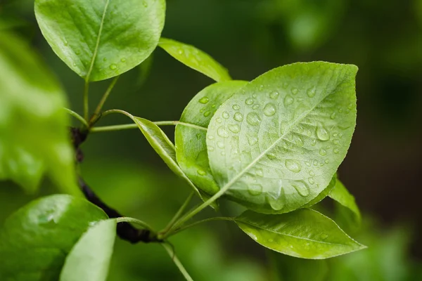 Pear leaves with raindrops — Stock Photo, Image