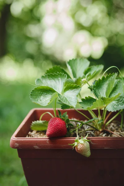 Fresas que crecen en plantas — Foto de Stock