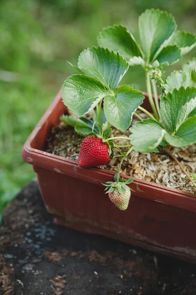 Aardbeien groeien op de plant — Stockfoto