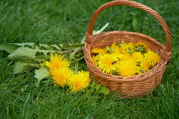 Freshly Picked Dandelion Flowers Basket Meadow — Stock Photo, Image