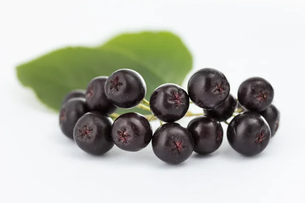 Svart Aronia — Stockfoto