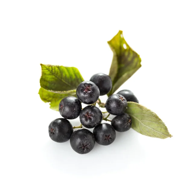 Black chokeberry — Stock Photo, Image