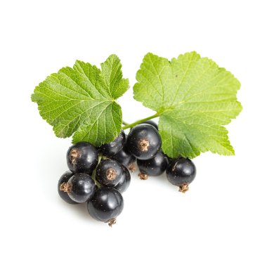 Blackcurrant