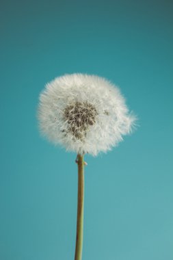 Karahindiba çiçeği