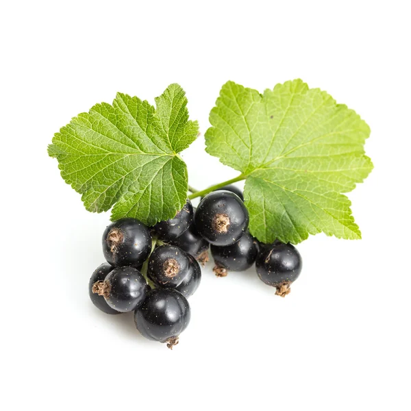 Blackcurrant — Stock Photo, Image