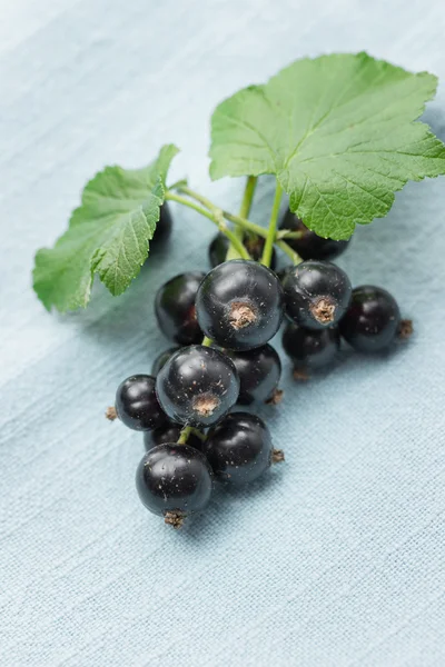 Schwarze Johannisbeere — Stockfoto