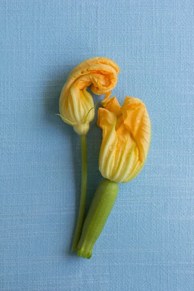 Flores de abobrinha amarela — Fotografia de Stock