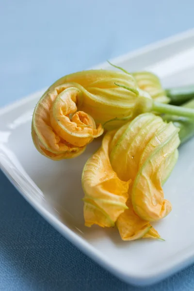 Gele courgette bloemen — Stockfoto