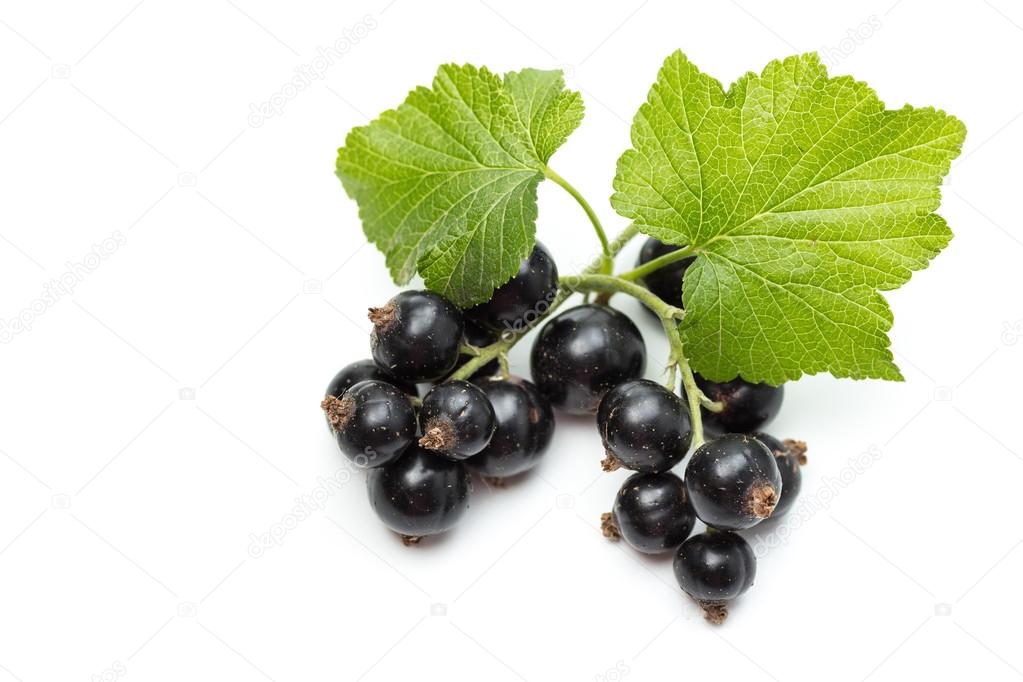 Blackcurrant