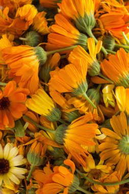 calendulas çiçeği