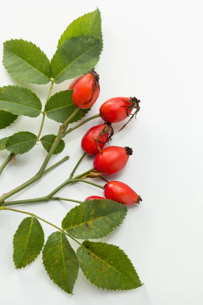 Rosa da anca — Fotografia de Stock