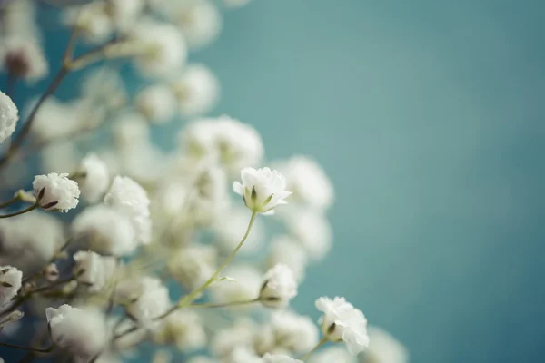 Gypsophila blooming flowers — Stock Photo, Image