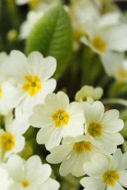 Çiçek ortak campanula'lar