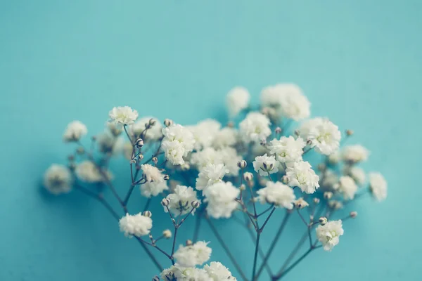 Gypsophila (Flores da respiração do bebê ) — Fotografia de Stock