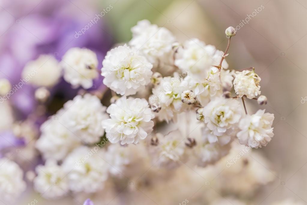 Gypsophila (Baby'sbreath flowers) — Stock Photo © Melica