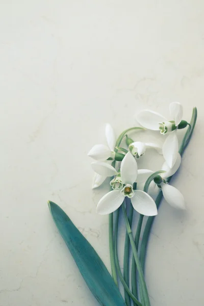 헌병 (Galanthus nivalis) — 스톡 사진