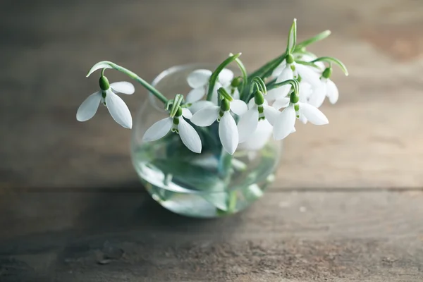 헌병 (Galanthus nivalis) — 스톡 사진