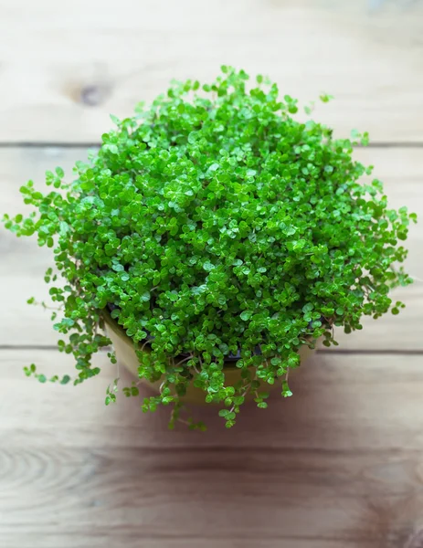 Babytränenpflanze — Stockfoto