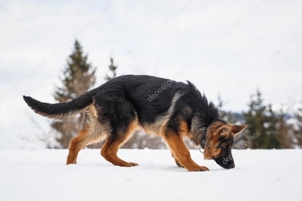 German Shepherdin the snow
