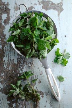 Isırgan otu ( Urtica dioica )