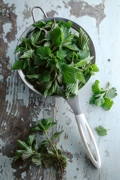 Stinging nettles ( Urtica dioica )