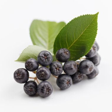 Beyaz arka planda siyah chokeberry